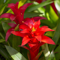 Bromelia rood - Bromeliaceae - Bakker