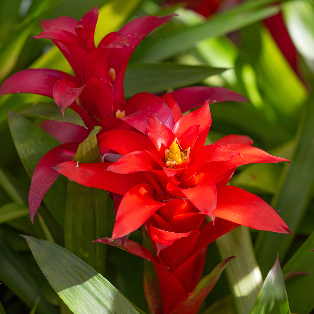 Bromelia rood - Bromeliaceae - Bakker