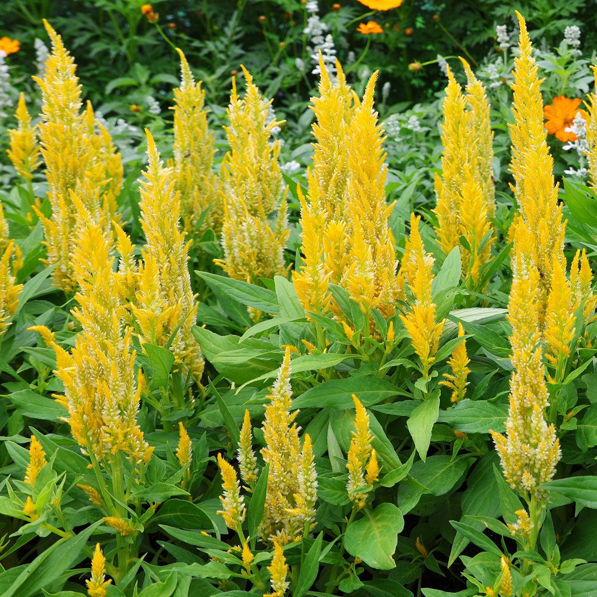 Celosia argentea - Hanenkam geel - Balkon- en terrasbloemen