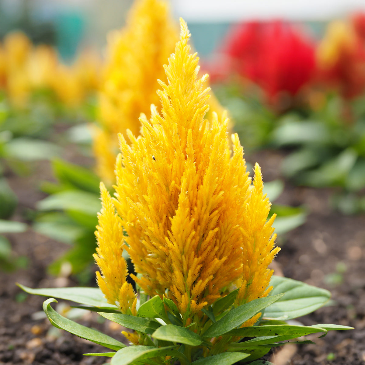 Hanenkam geel - Celosia argentea - Bakker