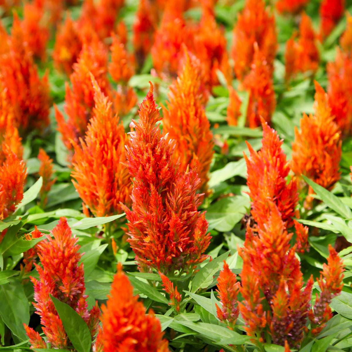 Hanenkam oranje - Bakker