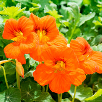 Oranje Oost-Indische kers - Bakker