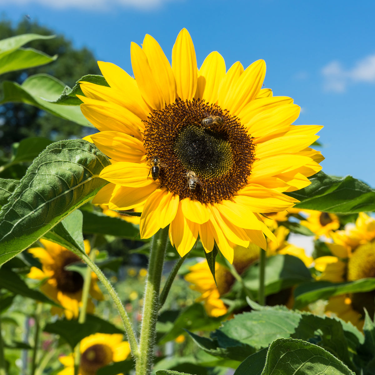 Zonnebloem - Helianthus annuus - Bakker