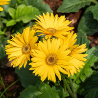 Gerbera geel - Bakker