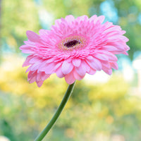 Gerbera roze - Gerbera jamesonii - Bakker