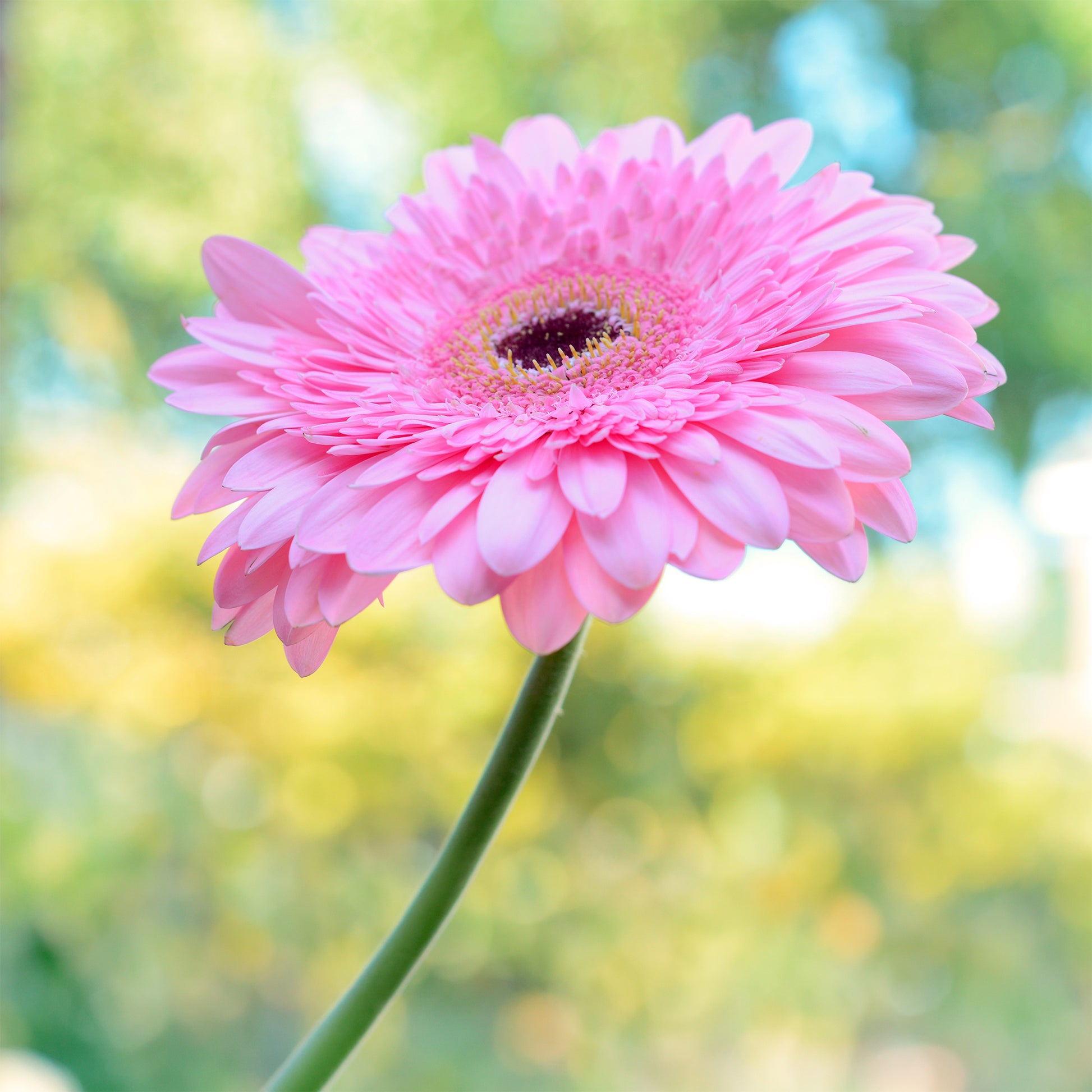 Gerbera roze - Gerbera jamesonii - Bakker