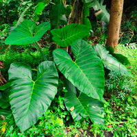 Alocasia Macrorrhiza - Riesen-Alokasie - Kleine kamerplanten