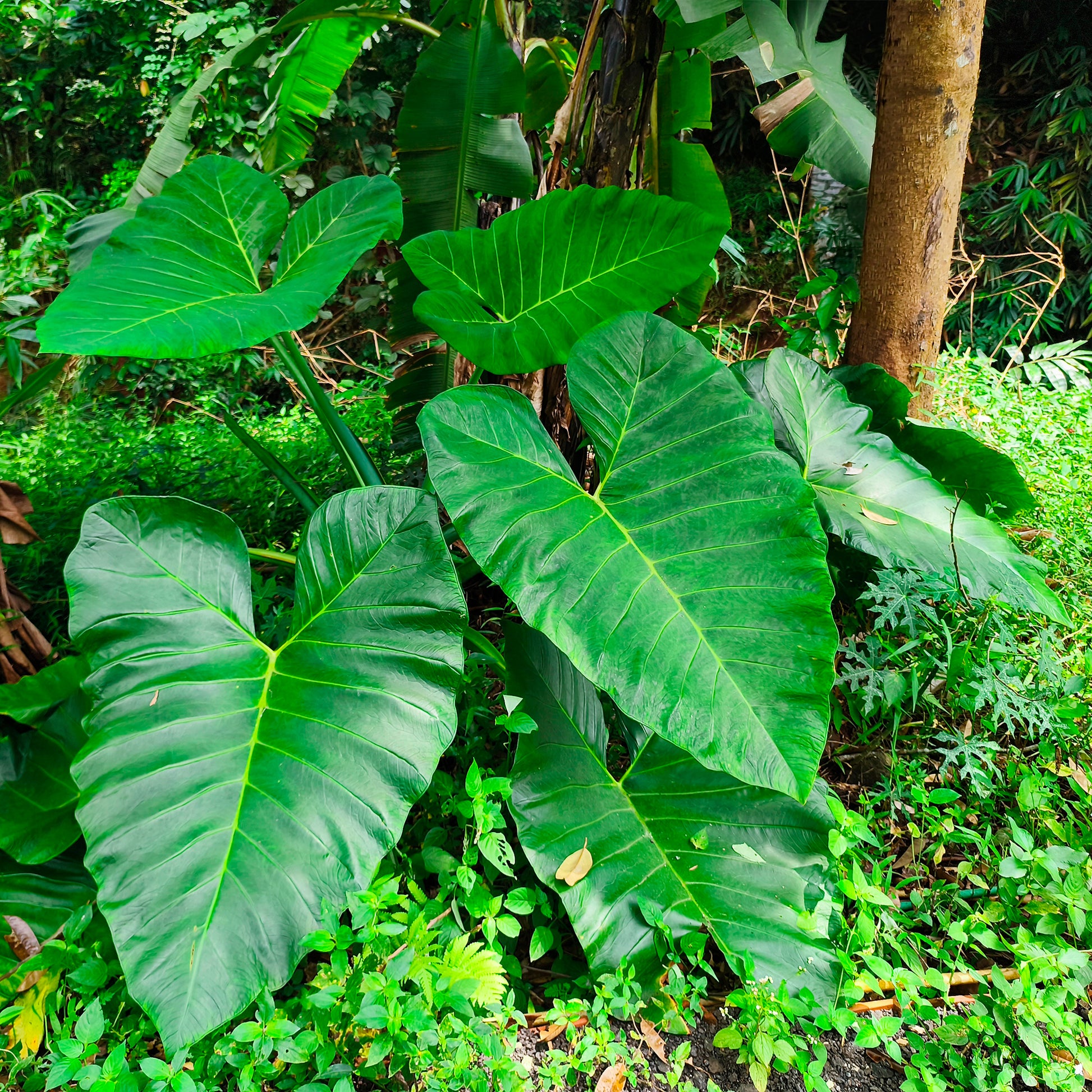 Alocasia Macrorrhiza - Riesen-Alokasie - Kleine kamerplanten