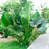 Riesen-Alokasie - Alocasia Macrorrhiza - Bakker