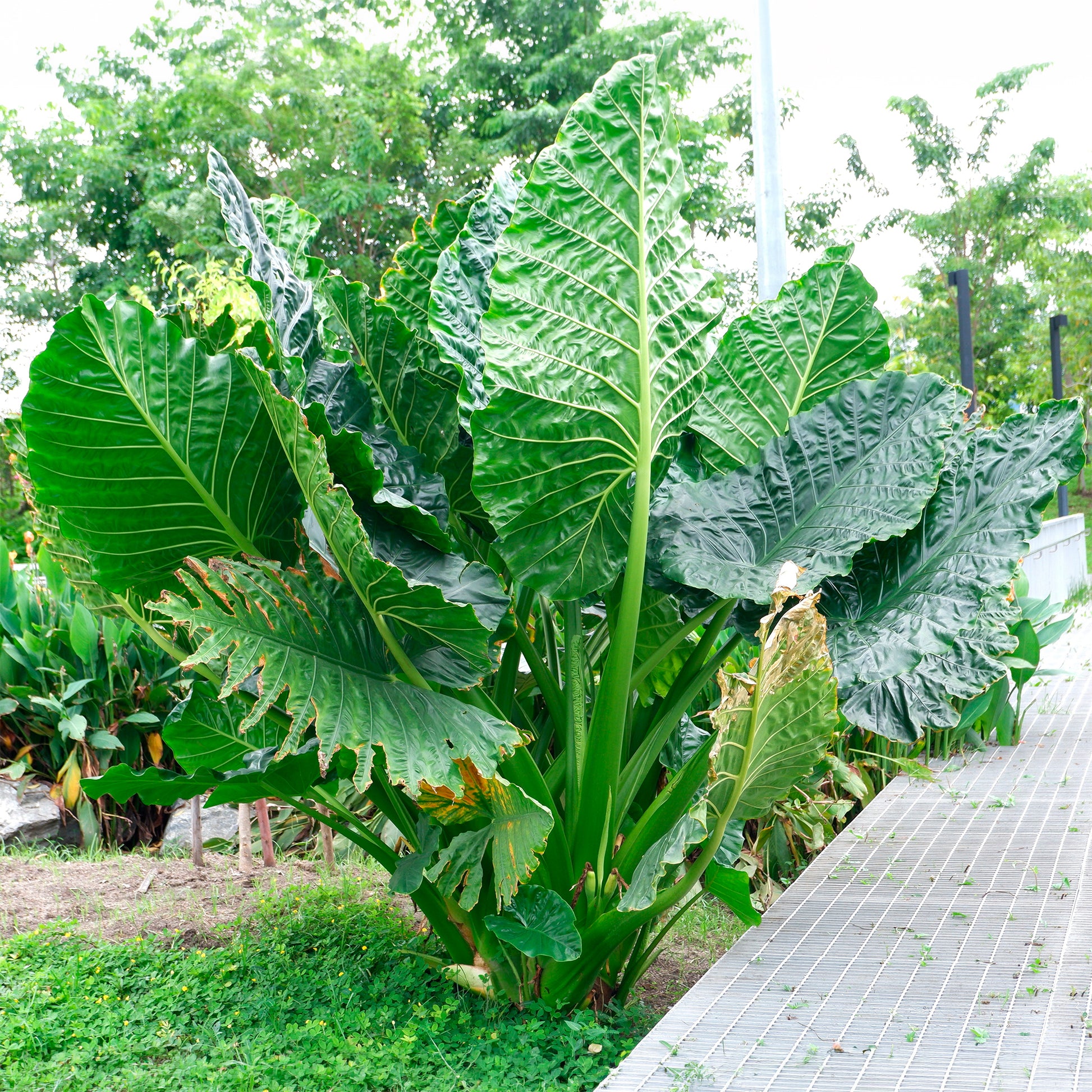 Riesen-Alokasie - Alocasia Macrorrhiza - Bakker
