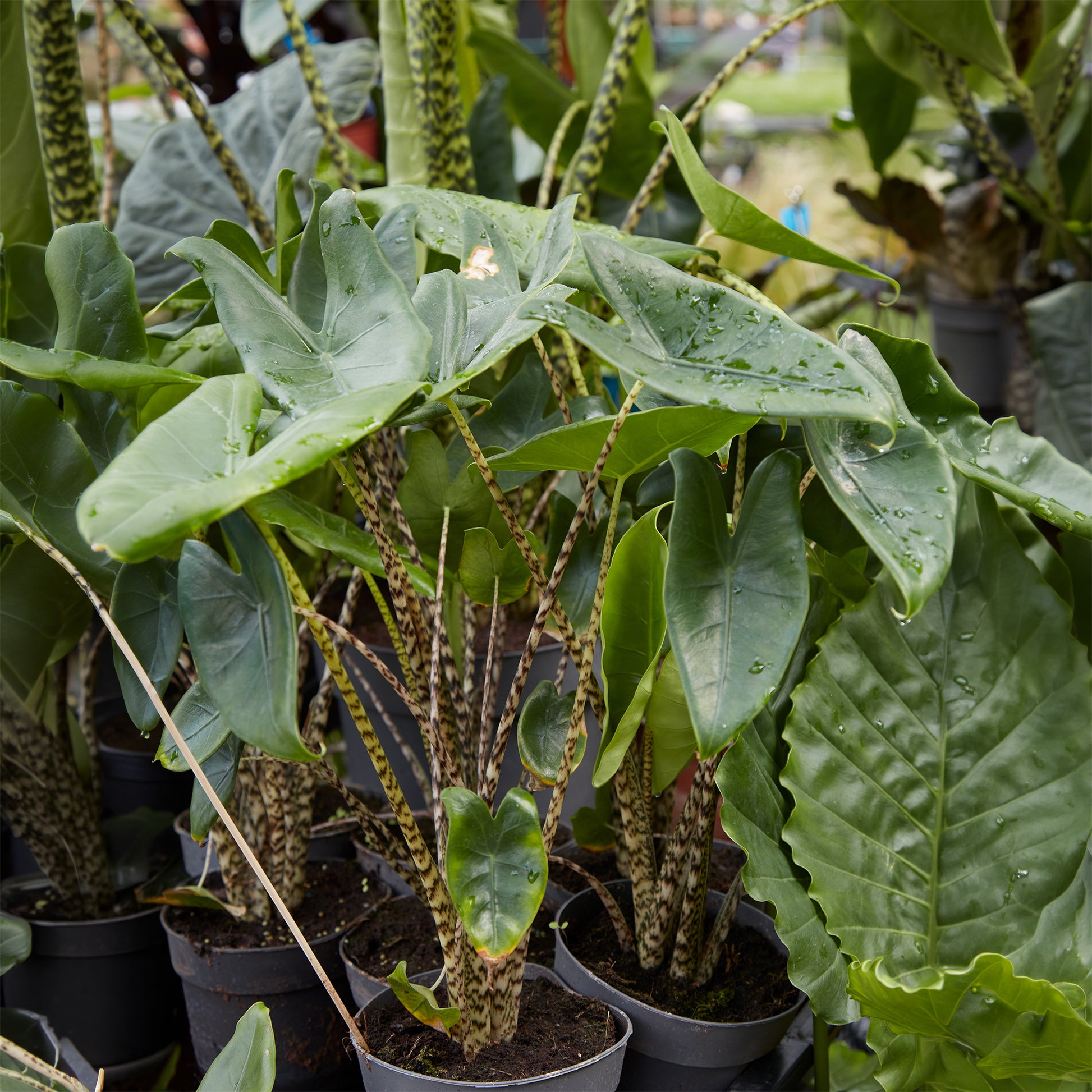 Kleine kamerplanten - Zebra-Alokasie - Alocasia zebrina