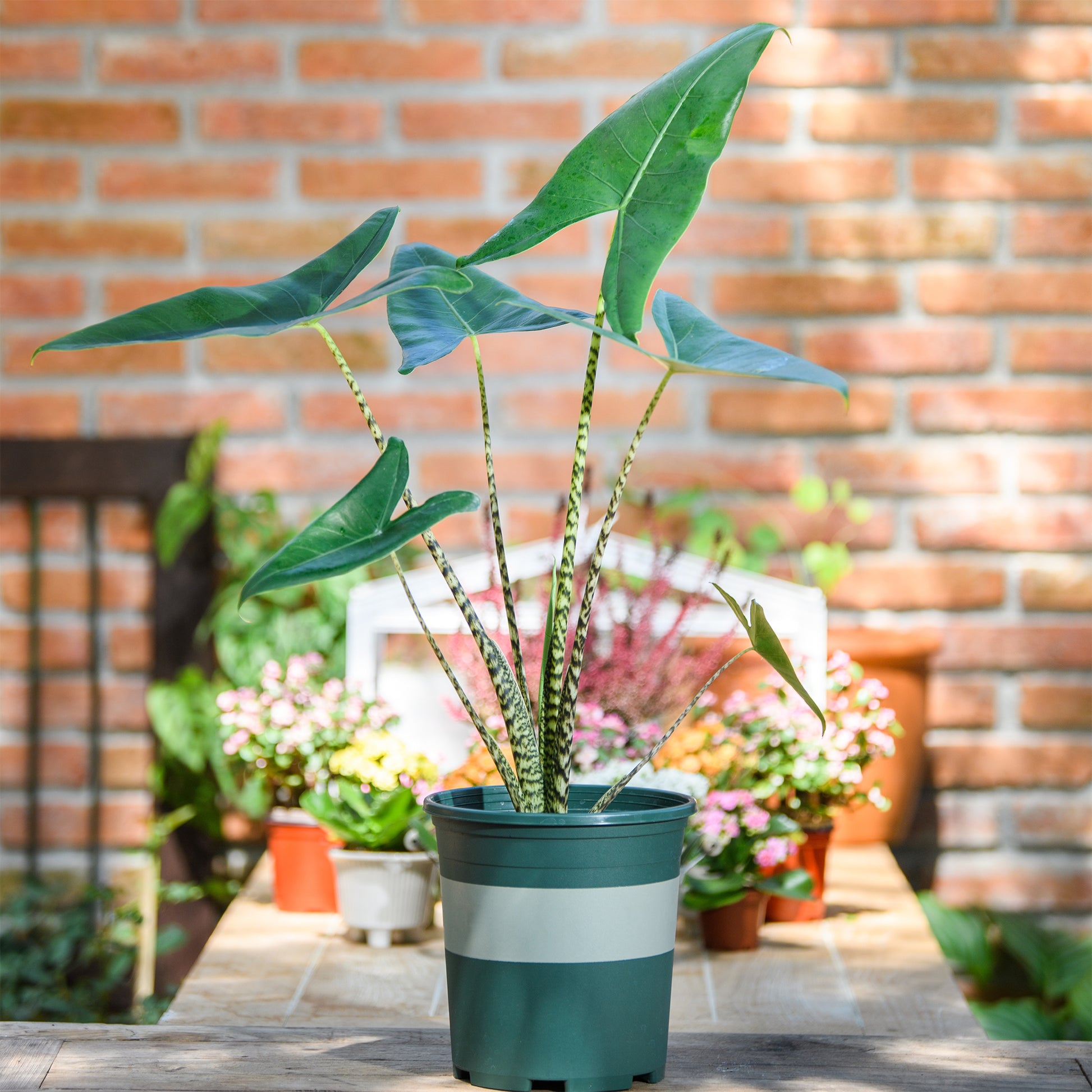 Alocasia zebrina - Zebra-Alokasie - Kleine kamerplanten