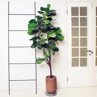 Verkoop Geigenfeige - Ficus Lyrata