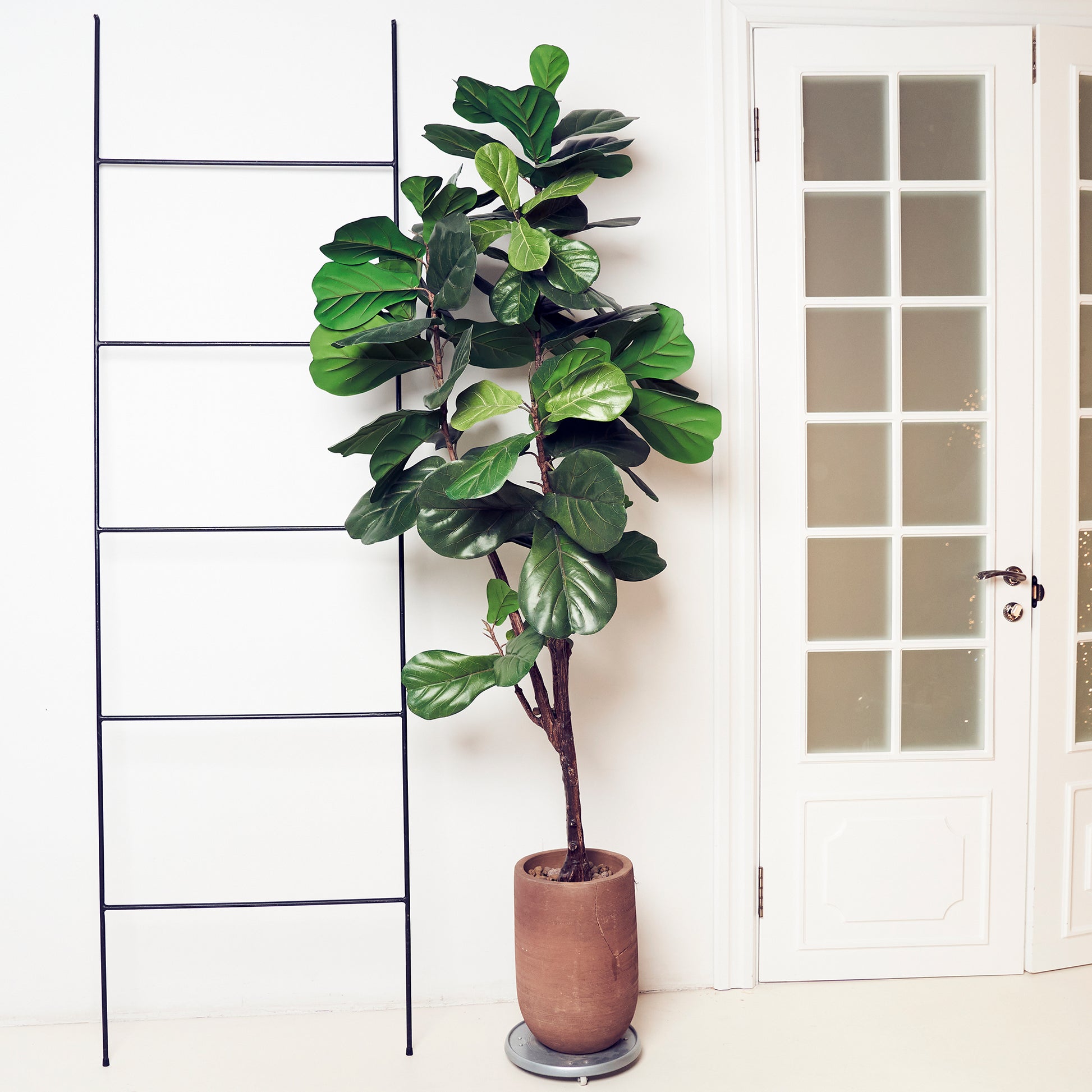 Verkoop Geigenfeige - Ficus Lyrata