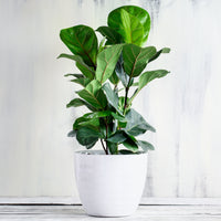 Geigenfeige - Ficus Lyrata - Bakker