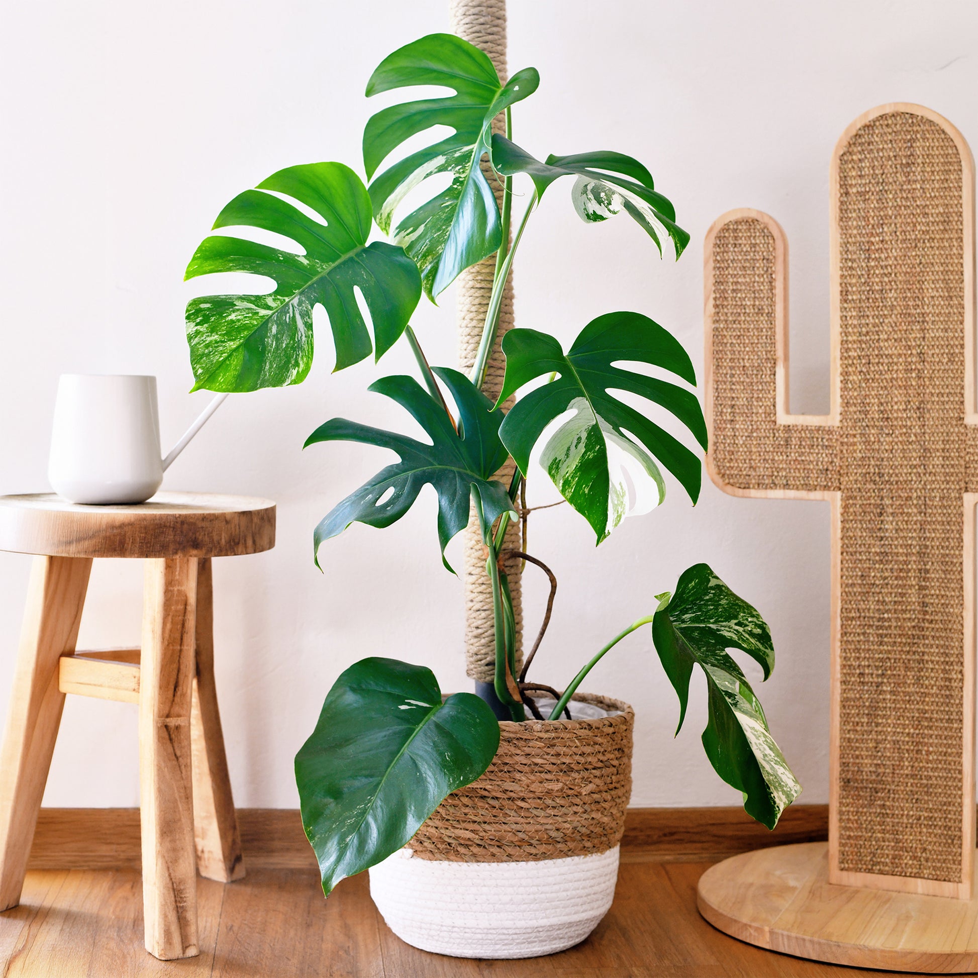 Monstera Deliciosa Variegata - Buntes Fensterblatt - Philodendron