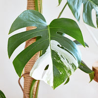 Philodendron - Buntes Fensterblatt - Monstera Deliciosa Variegata