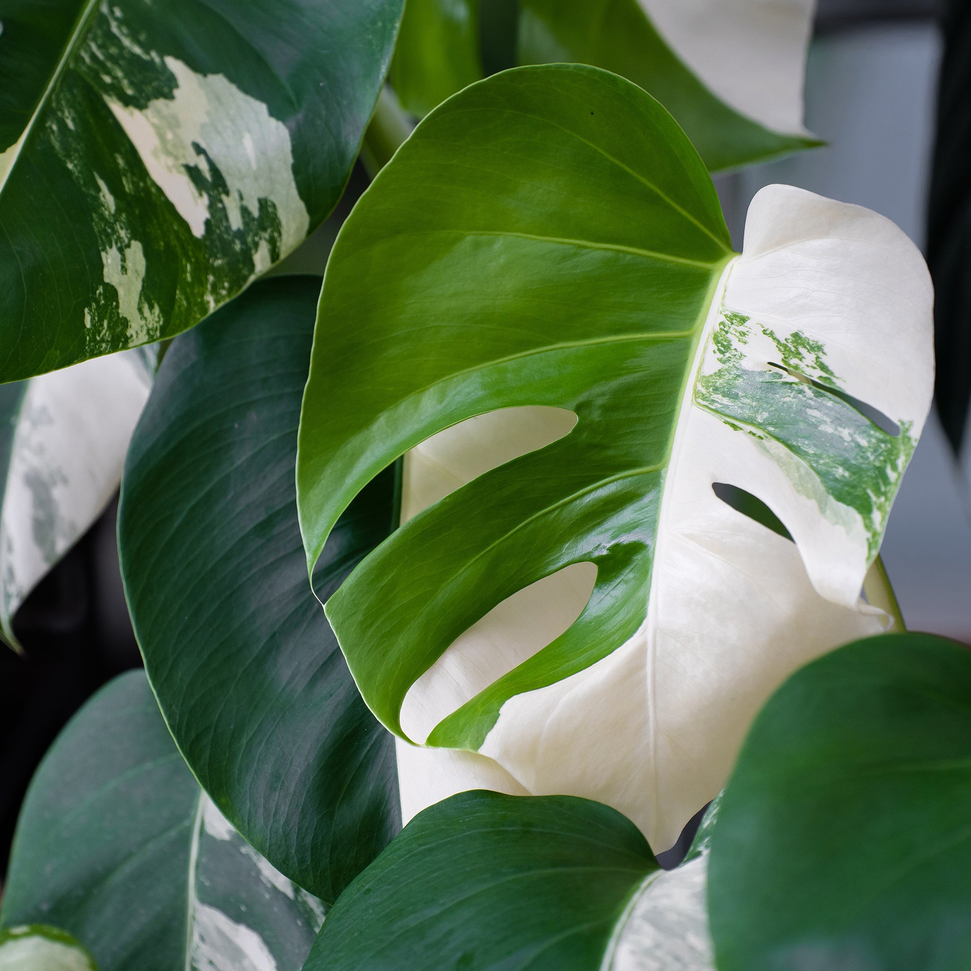 Verkoop Buntes Fensterblatt - Monstera Deliciosa Variegata
