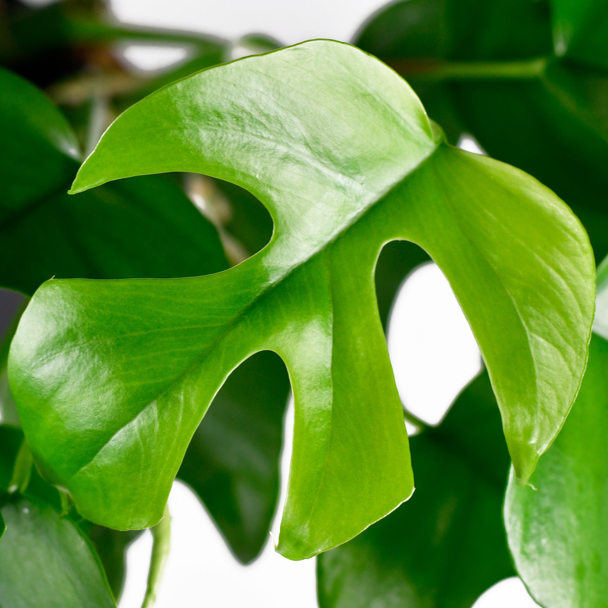 Philodendron - Mini-Fensterblatt - Monstera Minima