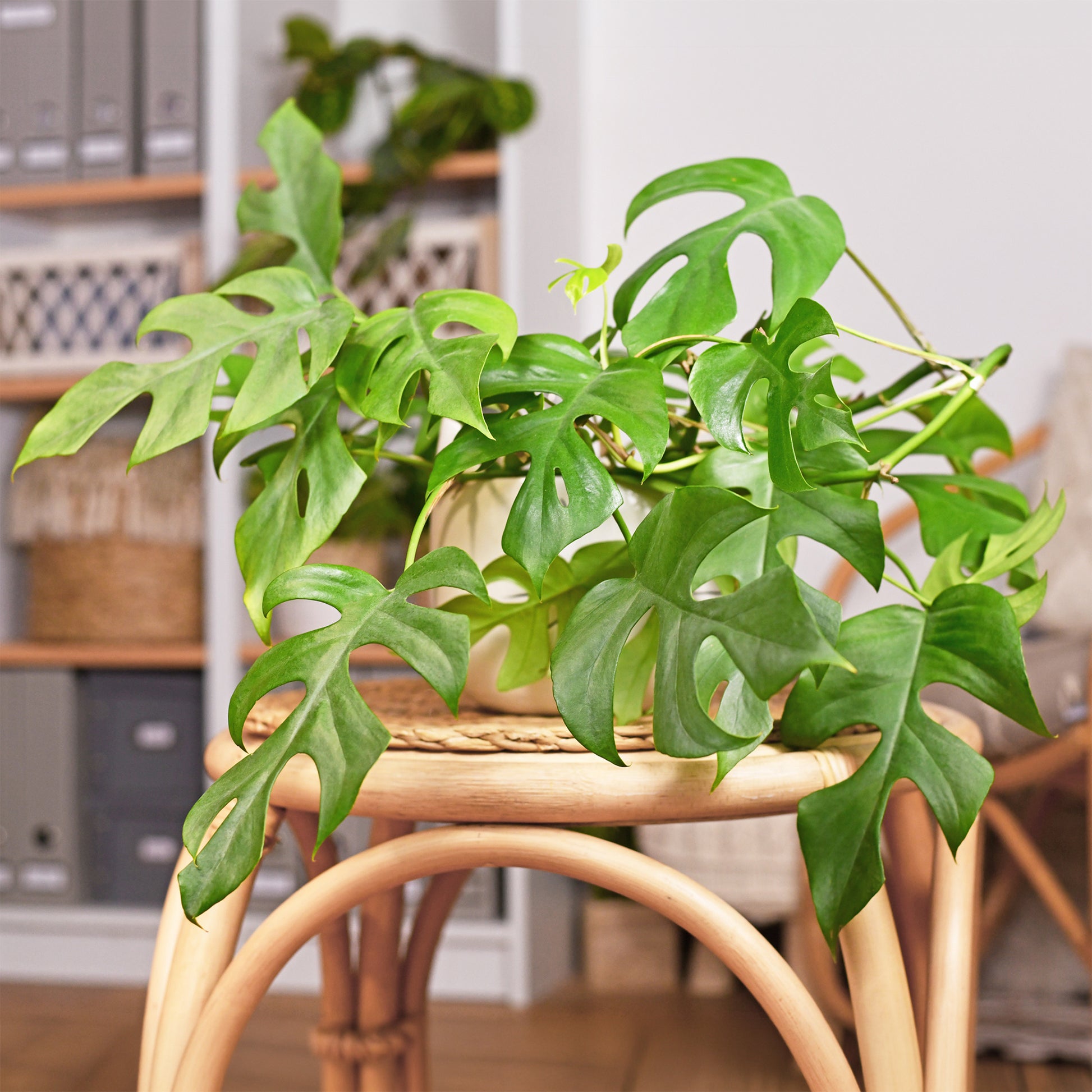 Mini-Fensterblatt - Monstera Minima - Bakker