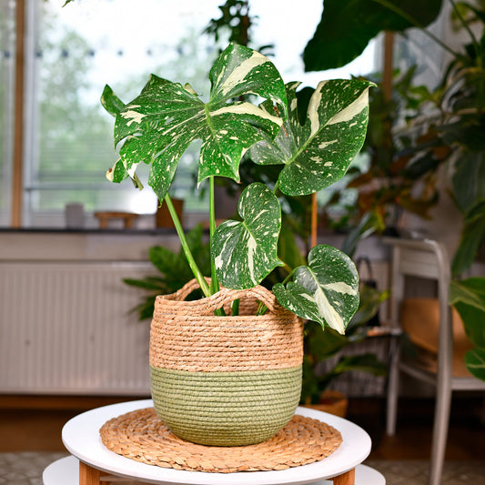Monstera Thai Constellation - Bakker