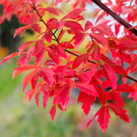 Papieresdoorn - Acer griseum - Bakker