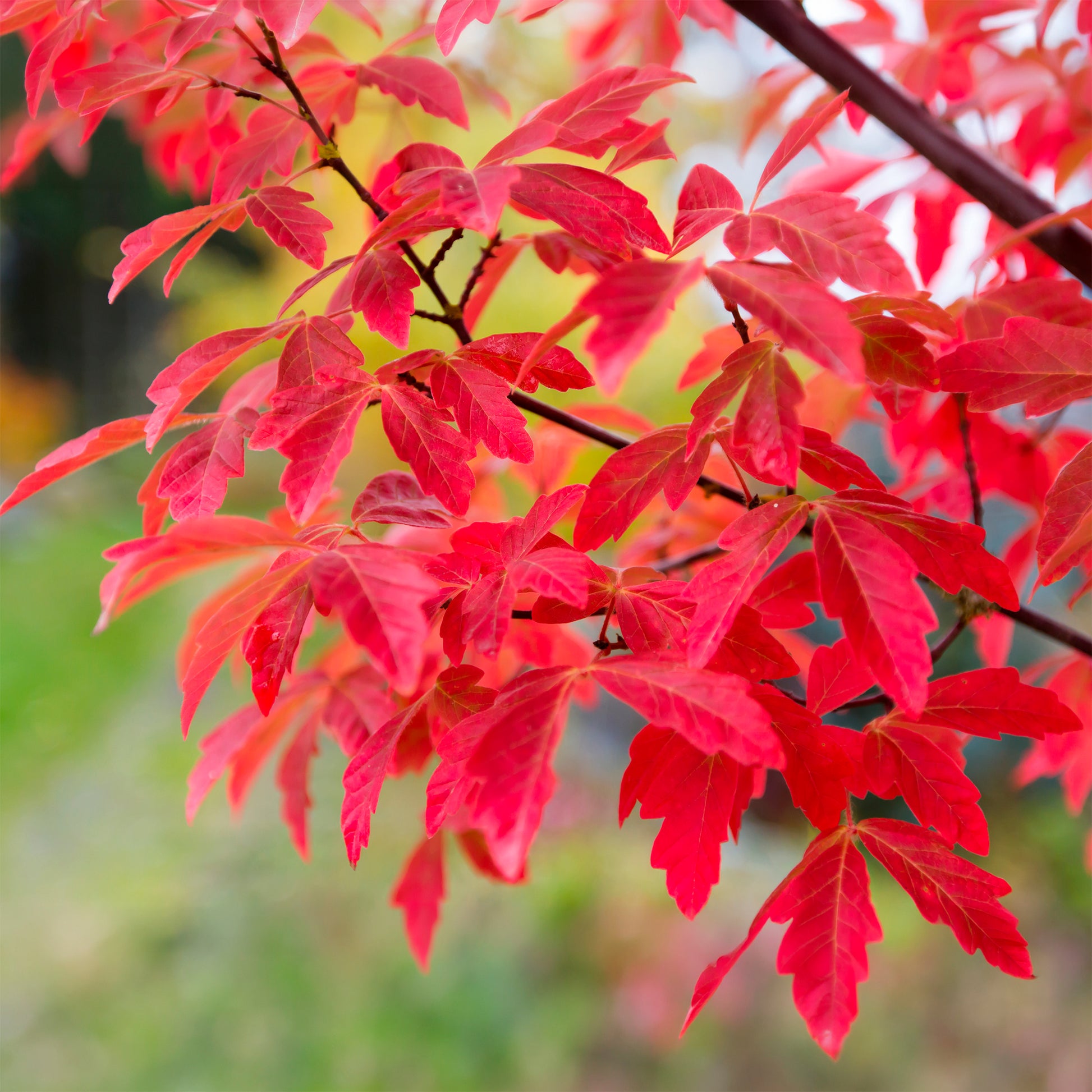 Papieresdoorn - Acer griseum - Bakker