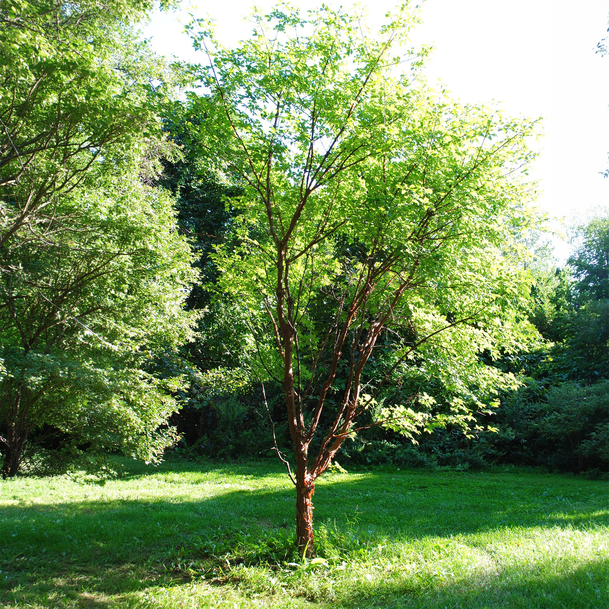 Acer griseum - Papieresdoorn - Esdoorn