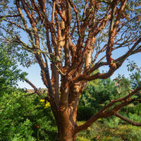 Esdoorn - Papieresdoorn - Acer griseum
