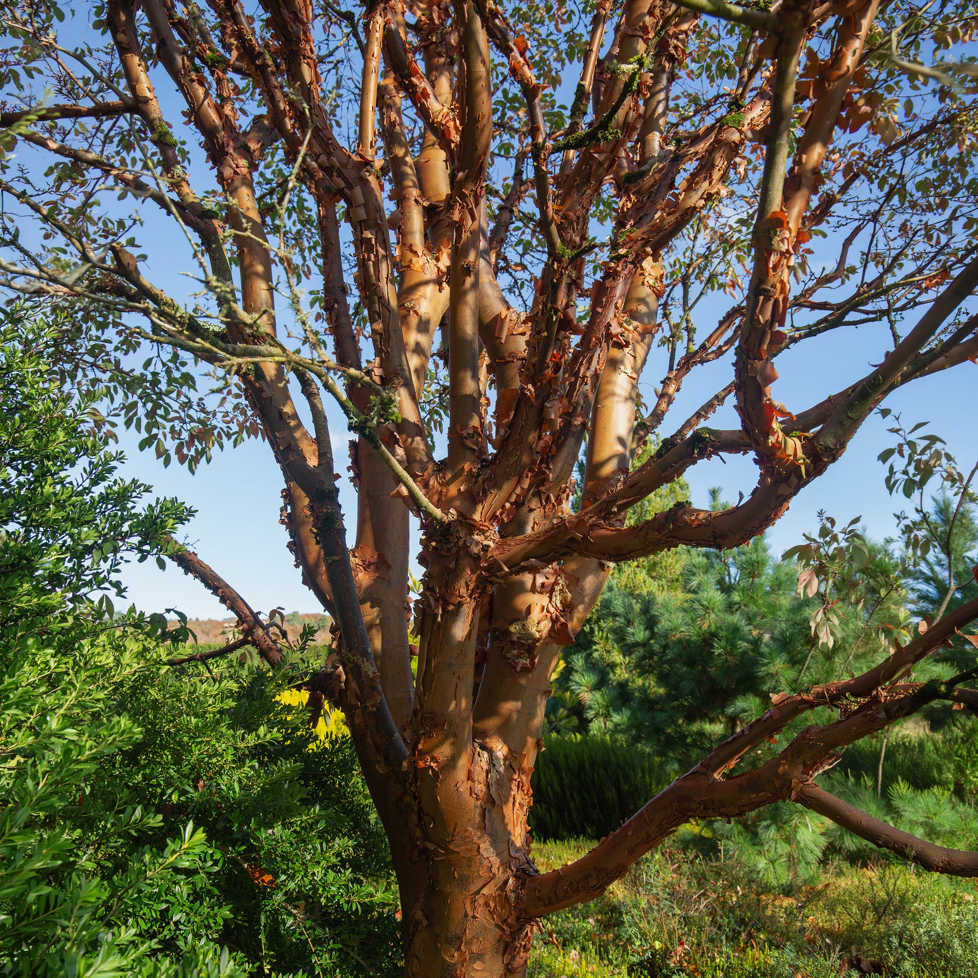 Esdoorn - Papieresdoorn - Acer griseum