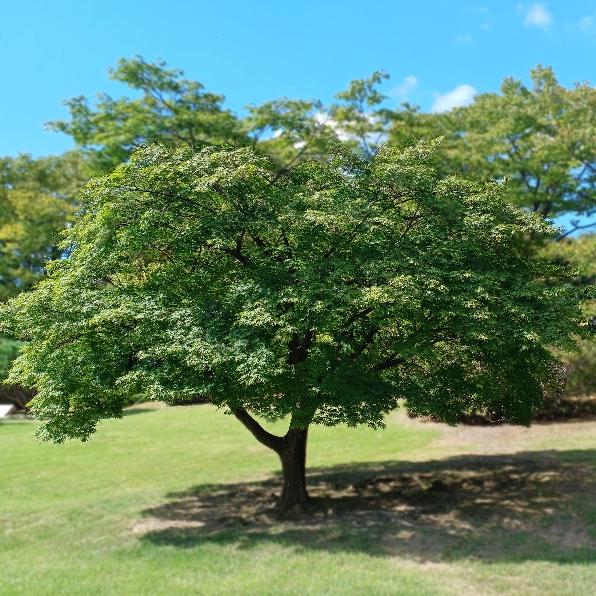 Japanse esdoorn - Acer palmatum - Bakker