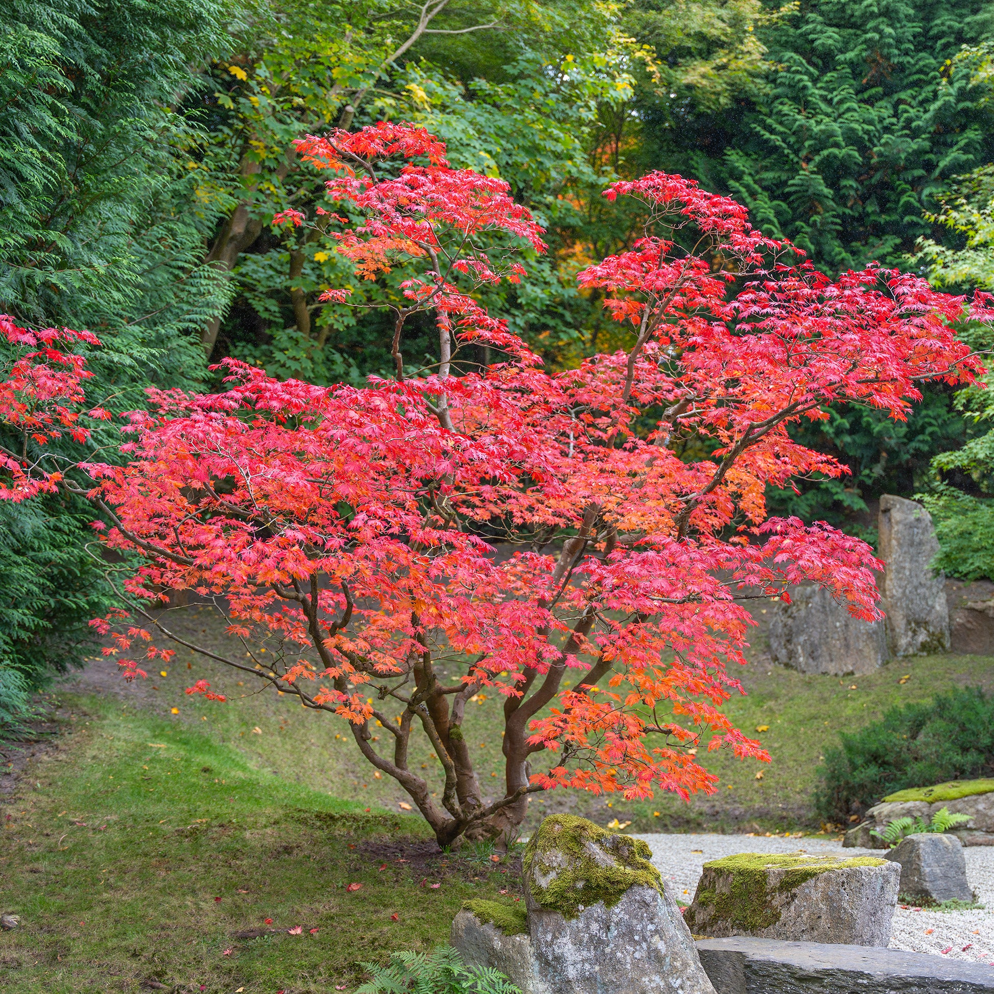 Japanse esdoorn - Bakker