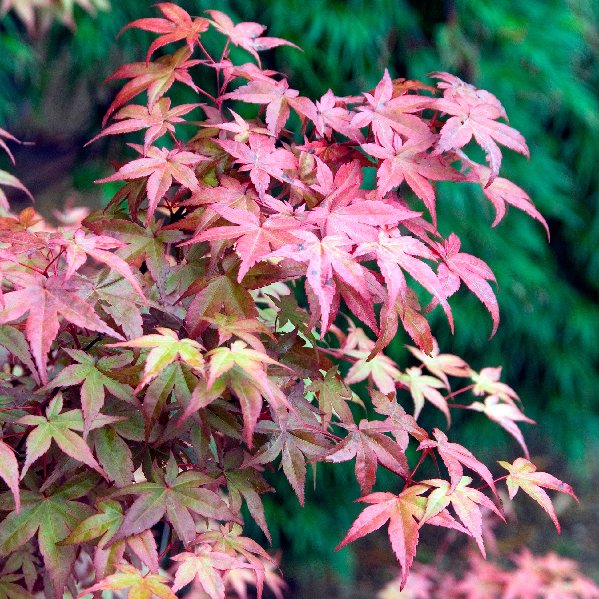 Acer palmatum Deshojo - Japanse esdoorn Deshojo - Japanse esdoorn
