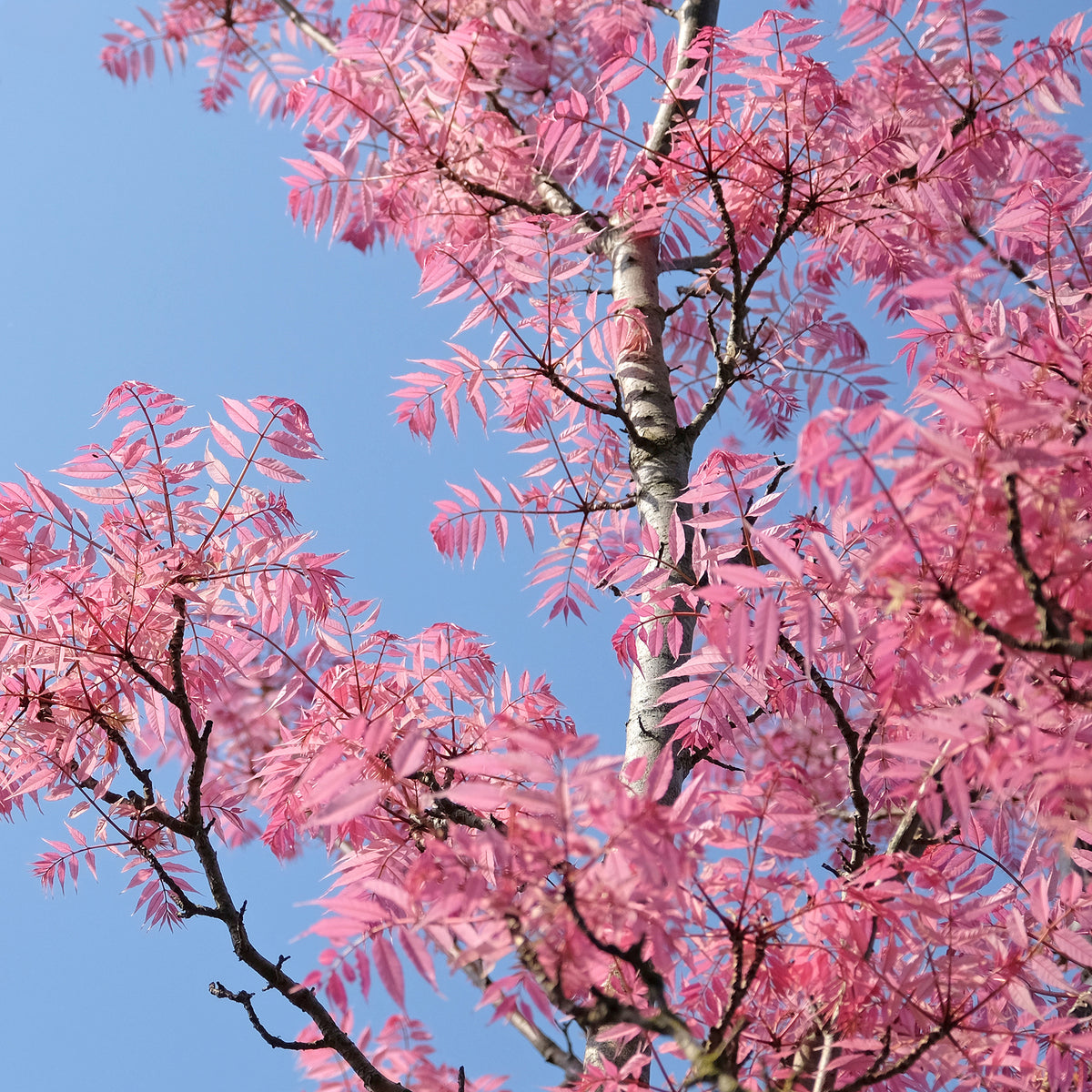 Chinese mahonieboom Flamingo