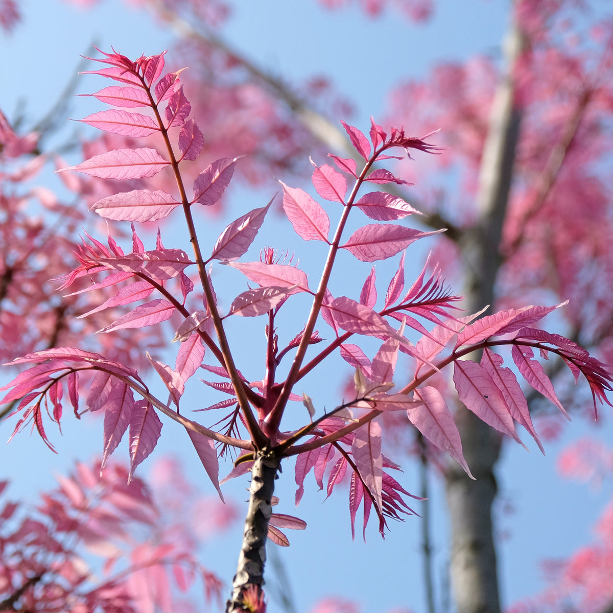 Chinese mahonieboom Flamingo