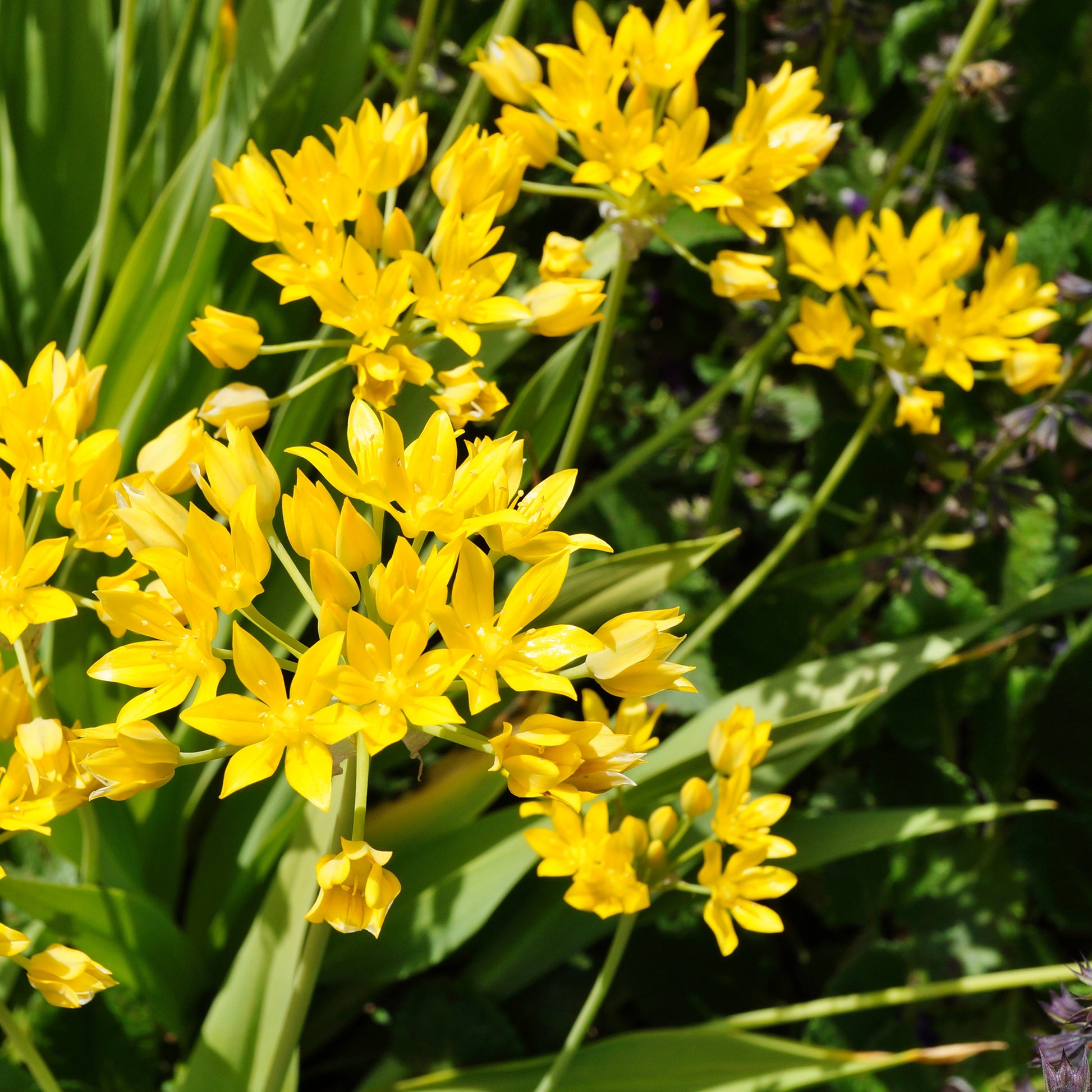  - Goudlook - Allium