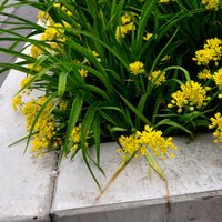 Allium - Goudlook - 