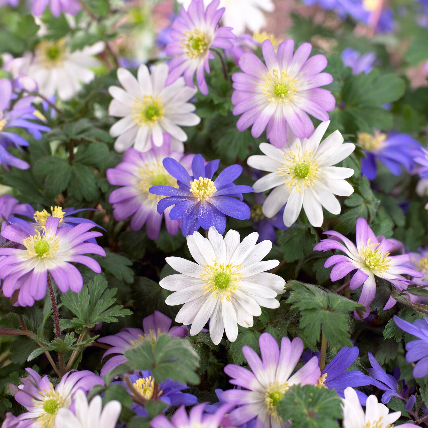 Oosterse Anemoon mix -  - Bakker