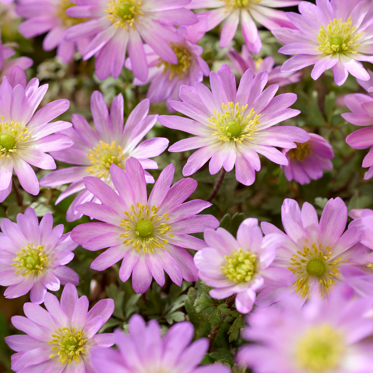 Oosterse Anemoon Pink Star - Anemone blanda Pink Star - Bakker
