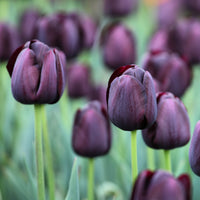 Tulp Queen of Night - Bakker