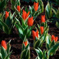  - Botanische tulp Unicum - Tulpen