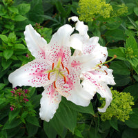 Lelie - Trio geurende oosterse lelies - 
