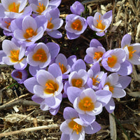 Gemengde bloembollen - 50 bollen bijvriendelijke bloemen geel/paars - Crocus Firefly, Romance, Iris Alida, Narcissus Tête à tête