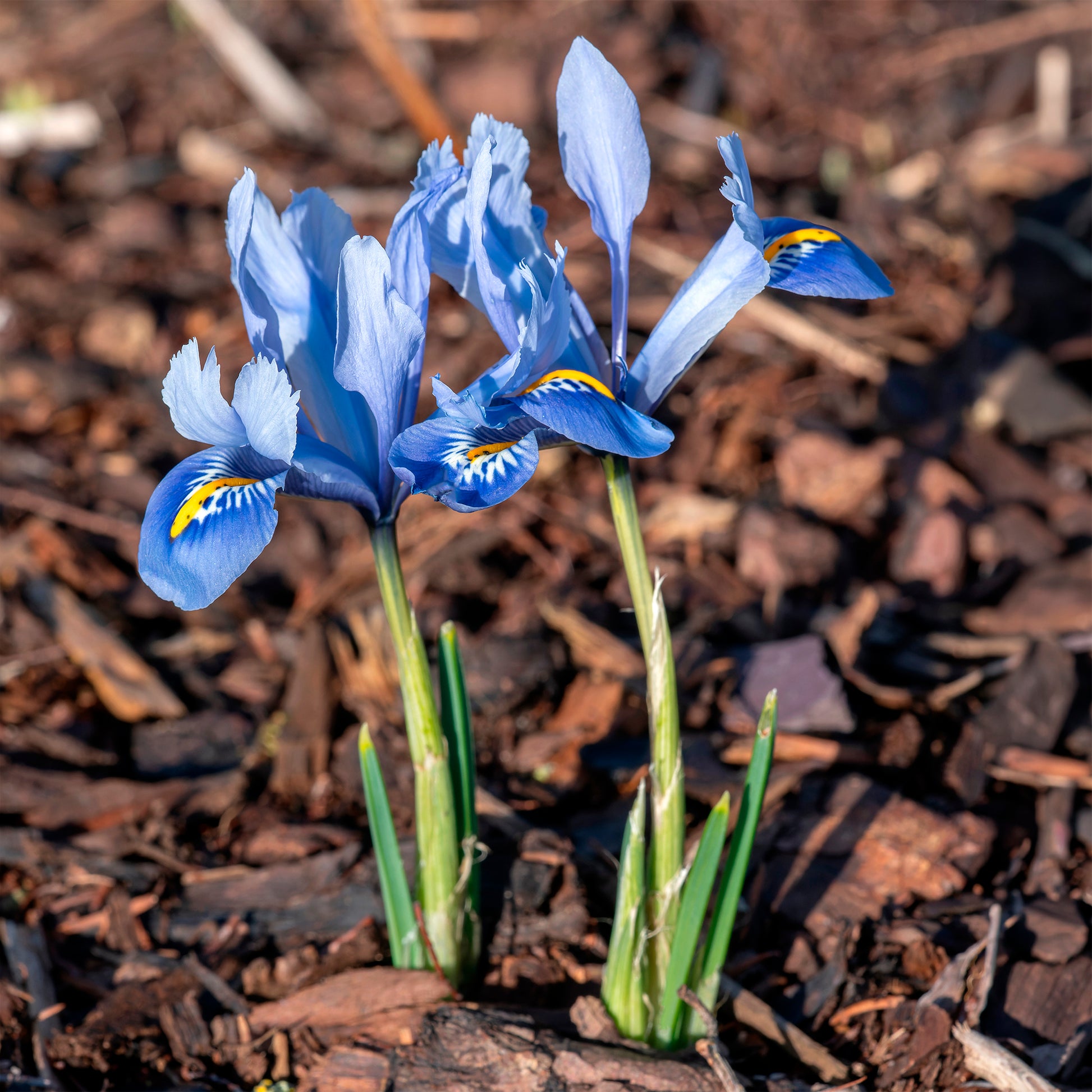 50 bollen bijvriendelijke bloemen geel/paars - Crocus Firefly, Romance, Iris Alida, Narcissus Tête à tête - Bakker