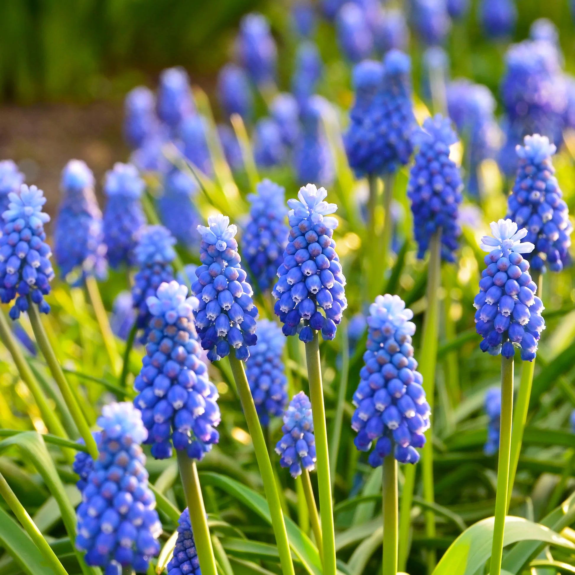 Crocus Flower Record, Muscari ameniacum, Iris Purple Hill, Hyacinth Woodstock, Scilla siberica alba - 50 bollen bijvriendelijke bloemen paars/wit - Gemengde bloembollen
