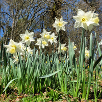  - Narcis Mount Hood - Narcissen