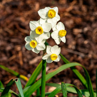 Narcis Avalanche - Bakker