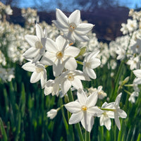 Narcis Paperwhite - Narcissus Paperwhite - Bakker