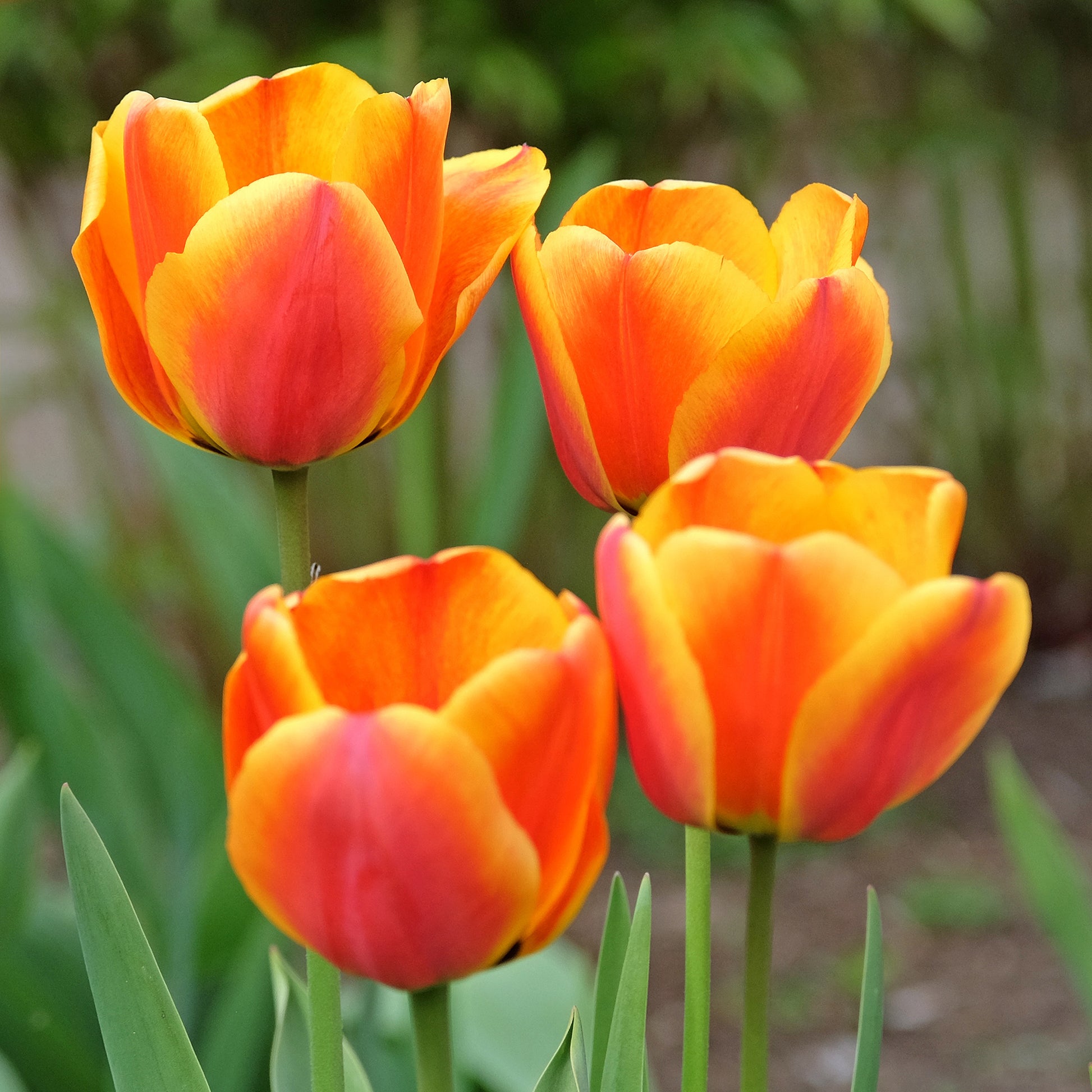 Narcissus, Tulipa Purple Priince, Van Eijk, Apeldoorn's Elite - Voorjaarsbollen voor regenboogborder - Gemengde bloembollen
