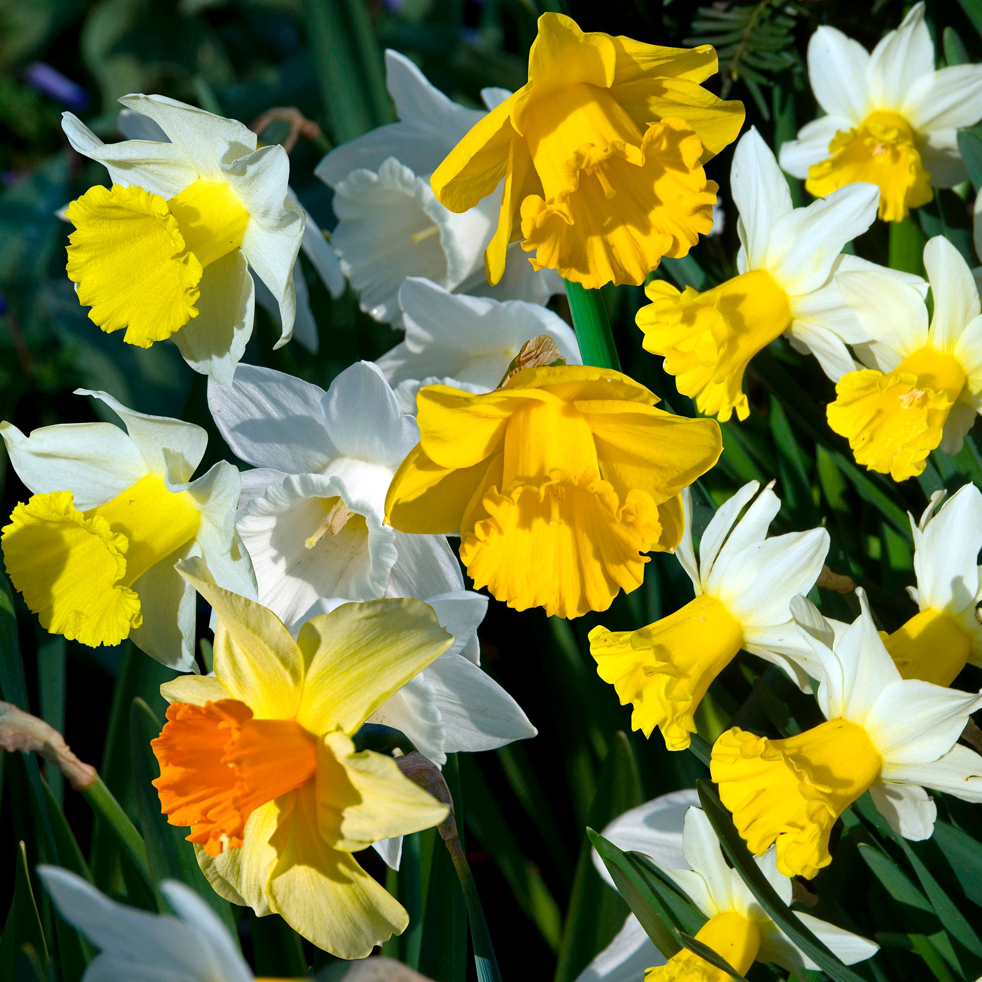 Gemengde bloembollen - Voorjaarsbollen voor regenboogborder - Narcissus, Tulipa Purple Priince, Van Eijk, Apeldoorn's Elite